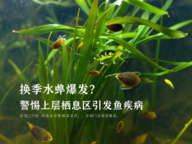 换季水蚤爆发？警惕上层栖息区引发鱼类疾病