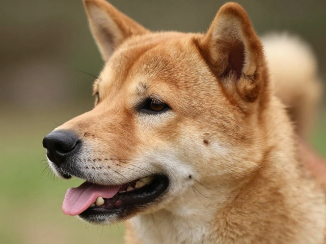 狗狗棕褐色毛发,呼吸平稳无杂音?揭秘健康犬只头部特征与护理指南