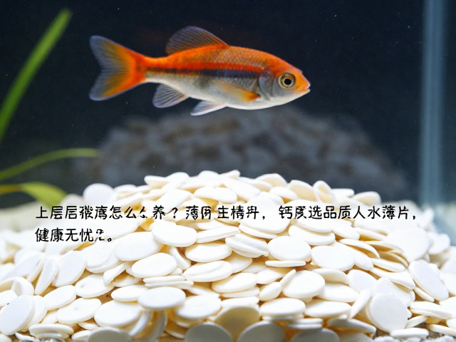 上层栖息鱼怎么养？补充钙质选高品质人工薄片，健康无忧