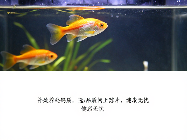 上层栖息鱼怎么养？补充钙质选高品质人工薄片，健康无忧