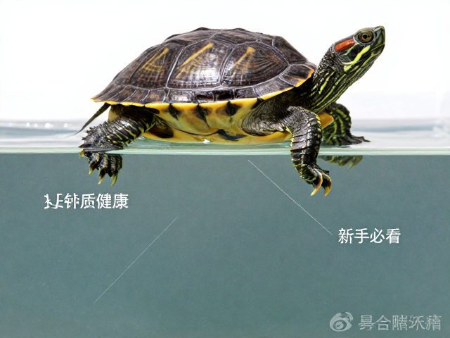 龟龟上层栖息爱弱酸水？补充钙质食物助健康，新手必看