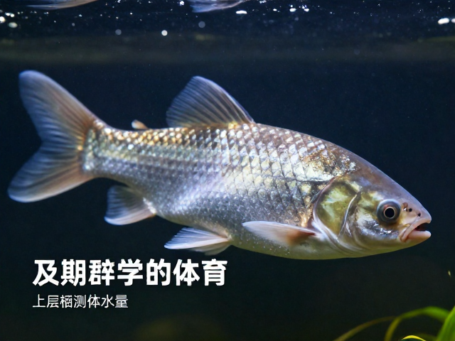 成鱼期体型壮硕秘诀，上层栖息与定期测试水质指南