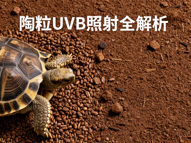 陆龟饲养误区,陶粒椰土底材怎么选?灯光UVB照射全解析