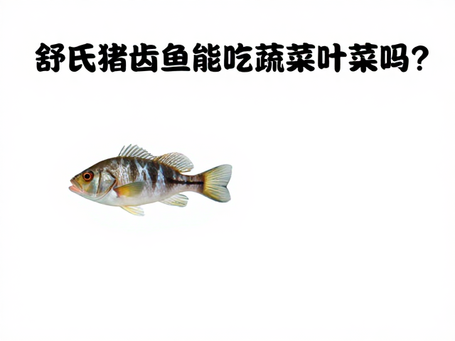 舒氏猪齿鱼能吃蔬菜叶菜吗?人工繁育种喂养指南