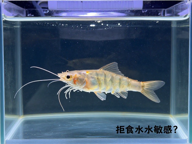 拒食水质敏感？结合性格特点分析，精准排查鱼虾异常原因