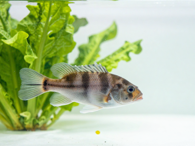 舒氏猪齿鱼能吃蔬菜叶菜吗?人工繁育种喂养指南
