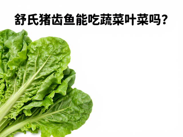 舒氏猪齿鱼能吃蔬菜叶菜吗?人工繁育种喂养指南