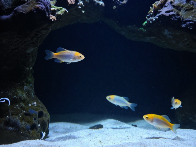 上层栖息怎么设?提供躲避洞穴,小型浮游生物喂养指南