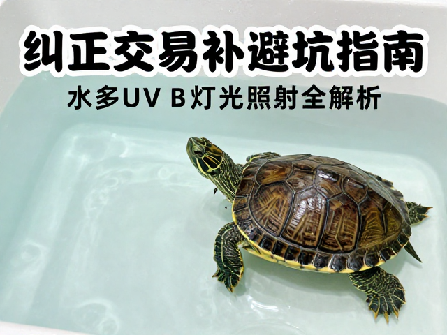 纠正饲养误区，乌龟交易避坑指南与UVB灯光照射全解析