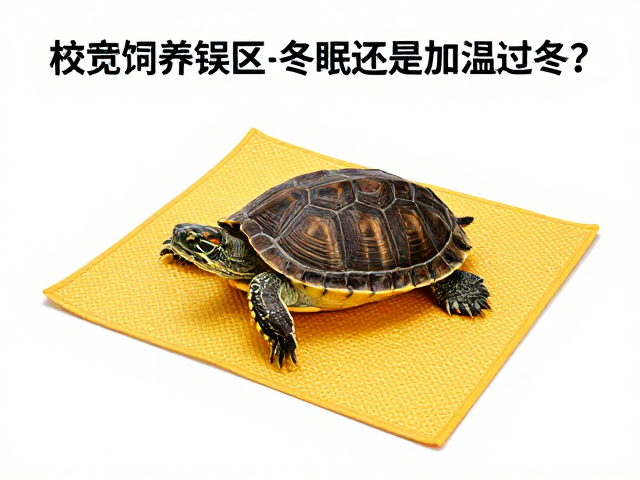 乌龟饲养误区，冬眠还是加温过冬？恒温加热垫选购指南
