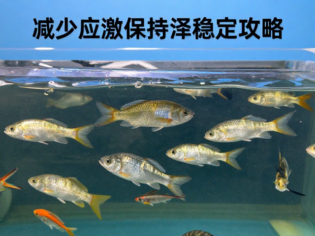 水产养殖上层栖息鱼杀菌消毒，减少应激保持色泽稳定攻略