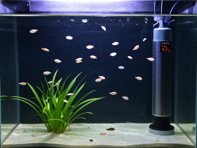 水族造景，CO2系统如何优化水蚤繁殖与上层栖息环境