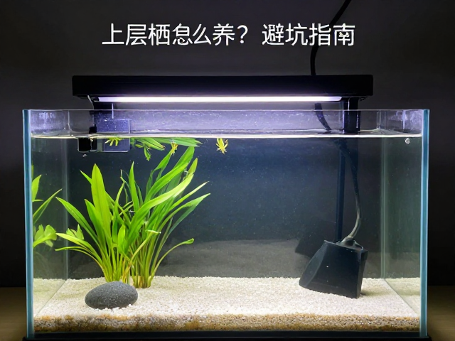 上层栖息怎么养？避免强光直射，打造独立繁殖缸的避坑指南
