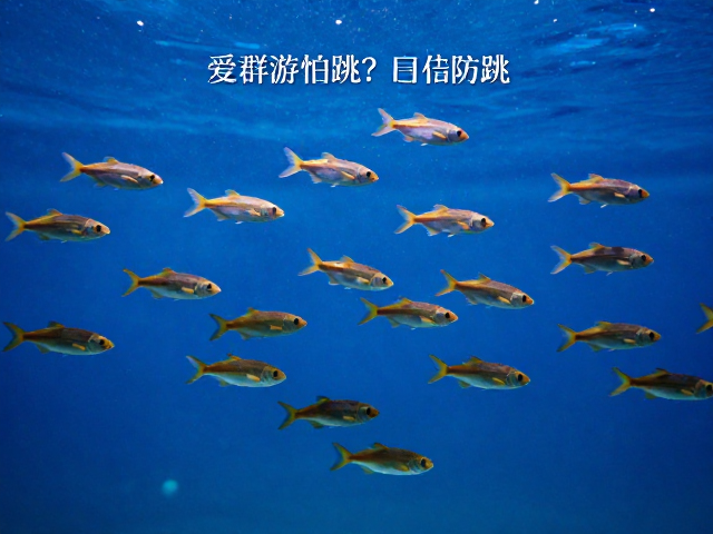 鱼群爱群游怕跳？加盖防跳，互动指南，让观赏更有趣
