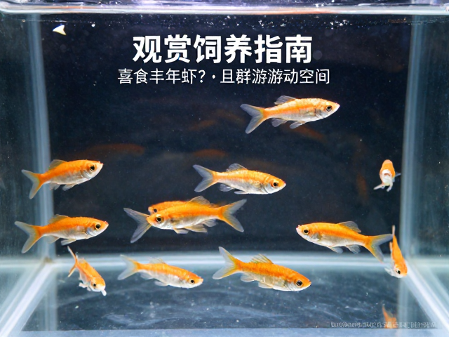 观赏鱼饲养指南，喜食丰年虾且群游的鱼种，如何提供充足游动空间？