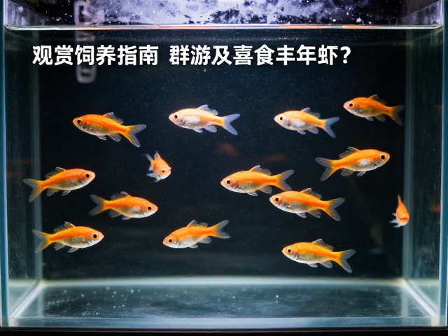 观赏鱼饲养指南，喜食丰年虾且群游的鱼种，如何提供充足游动空间？