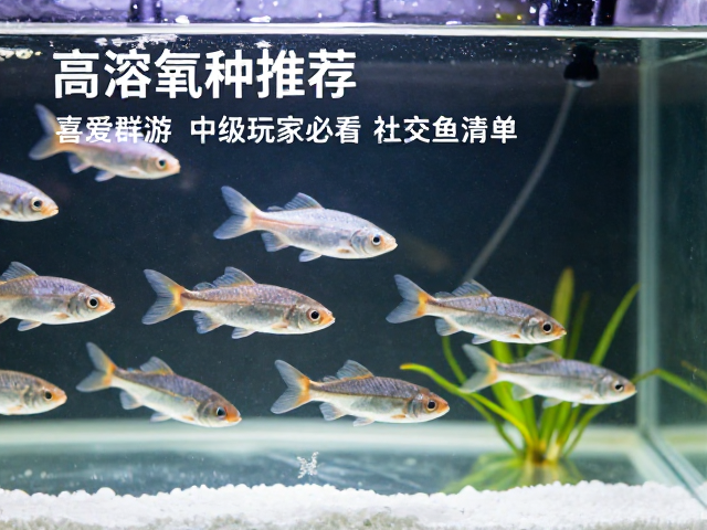 高溶氧鱼种推荐,喜爱群游,中级玩家必看的社交鱼清单