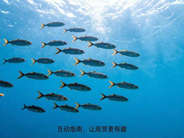 鱼群爱群游怕跳？加盖防跳，互动指南，让观赏更有趣