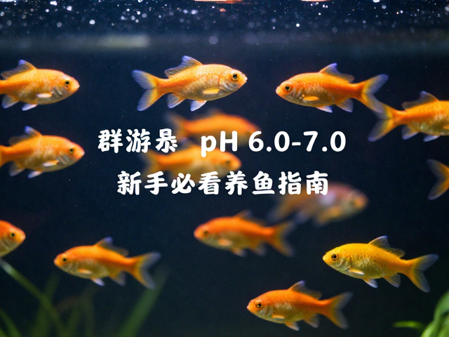 群游鱼怎么养？静止悬浮需控pH 6.0-7.0，新手必看养鱼指南