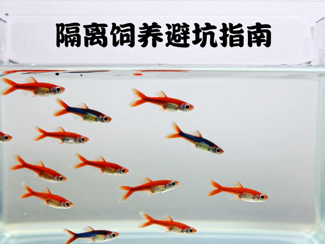 孔雀鱼群游红虫丰年虾喂养，隔离饲养避坑指南