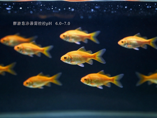 群游鱼怎么养？静止悬浮需控pH 6.0-7.0，新手必看养鱼指南
