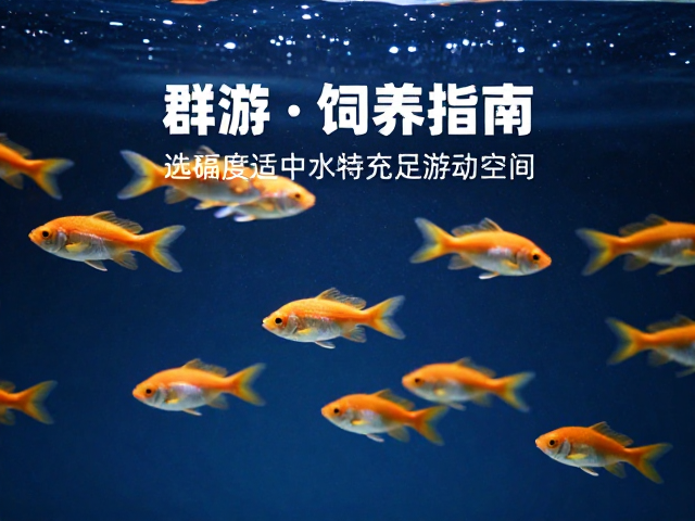 群游鱼饲养指南，选硬度适中水质，保持充足游动空间