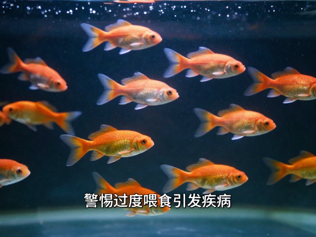 鱼爱群游却频繁擦缸？警惕过度喂食引发疾病