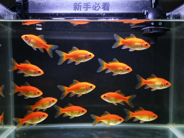 观赏鱼过水缓敏技巧，群游鱼加氧气泵防应激，新手必看