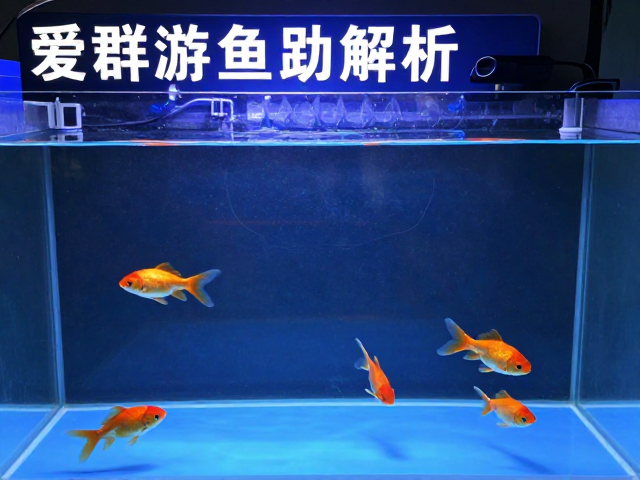 爱群游鱼跳缸防护，升温治疗全解析