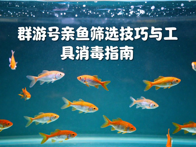 群游鱼亲鱼筛选技巧与工具消毒指南,打造高活水族生态