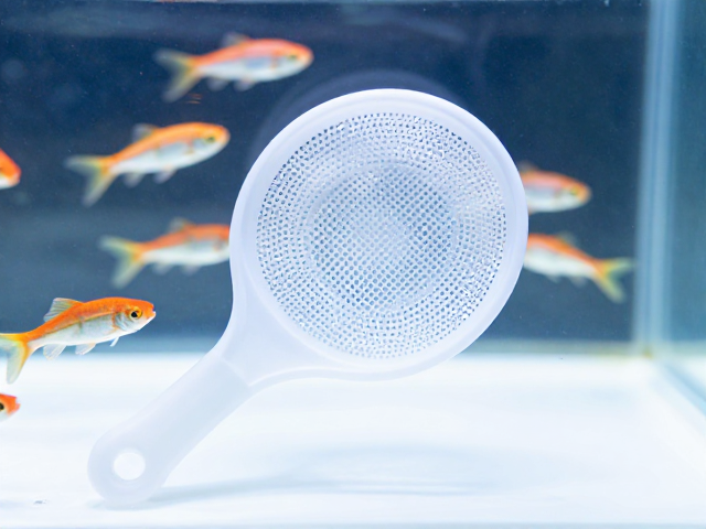 群游鱼亲鱼筛选技巧与工具消毒指南,打造高活水族生态