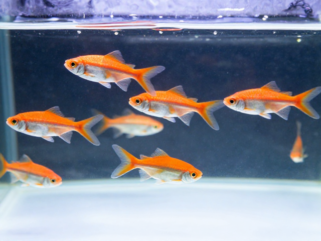 群游鱼亲鱼筛选技巧与工具消毒指南，打造高活水族生态