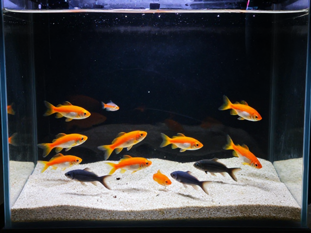 群游鱼怎么养？软底砂，加盖防跳，打造高颜值水族缸