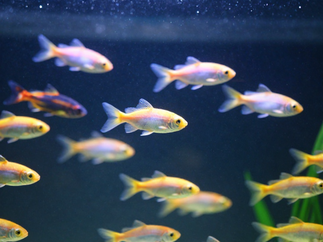 群游鱼亲鱼筛选技巧与工具消毒指南,打造高活水族生态