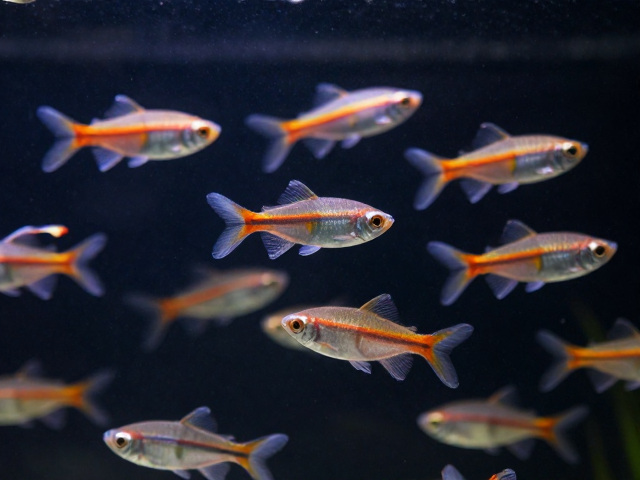 群游鱼怎么选？尾鳍深叉形且喜静，打造高逼格静音水族箱