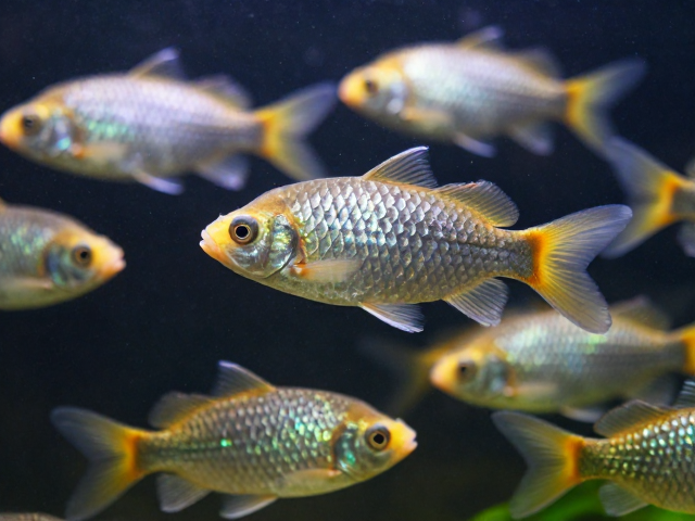 群游鱼鳞片完整易惊？揭秘高流量观赏鱼避坑指南与饲养技巧