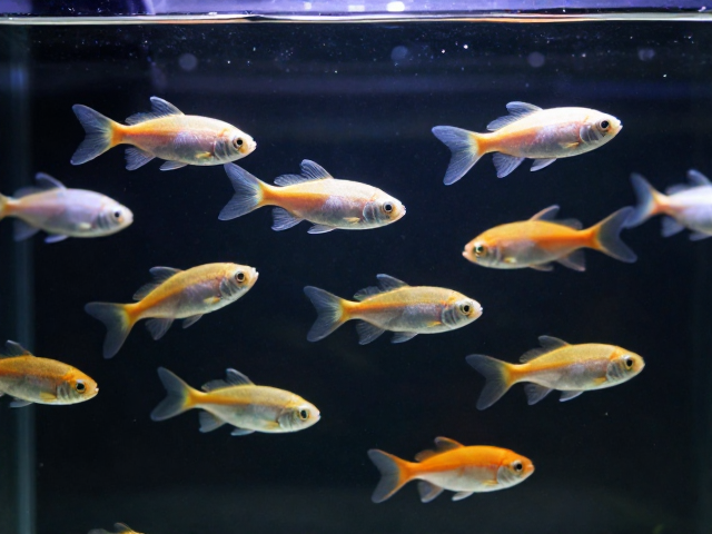 群游鱼怎么选？尾鳍深叉形且喜静，打造高逼格静音水族箱