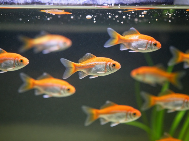 群游鱼怎么养？活饵补充，柔和水流，打造高颜值水族生态