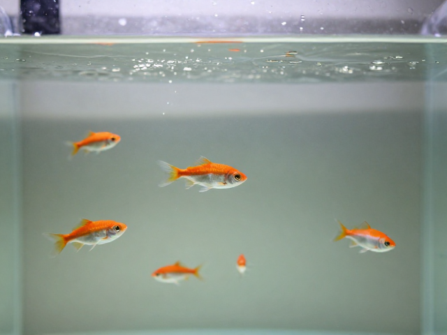 群游鱼怎么养？活饵补充，柔和水流，打造高颜值水族生态