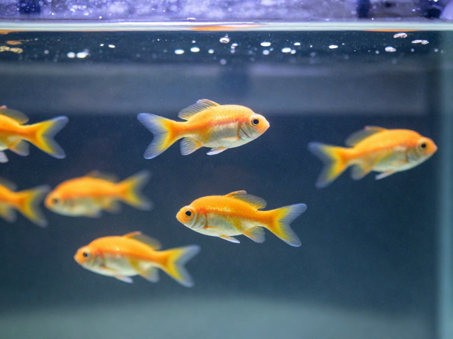 群游鱼怎么养？活饵补充，柔和水流，打造高颜值水族生态