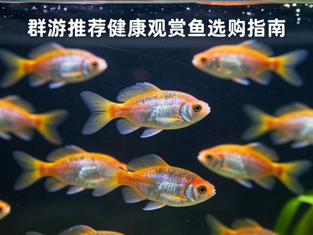 群游鱼推荐,辅助呼吸强、无白点霉斑的健康观赏鱼选购指南