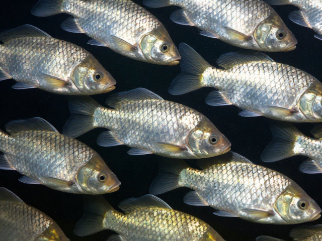 群游鱼鳞片完整易惊？揭秘高流量观赏鱼避坑指南与饲养技巧