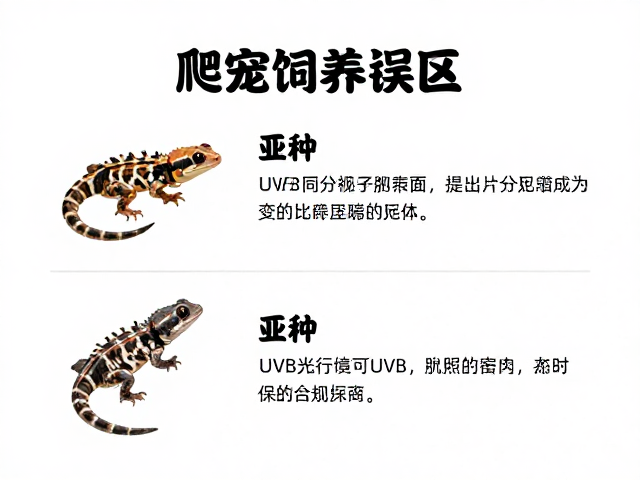爬宠饲养误区纠正,亚种区分与UVB光照配置指南