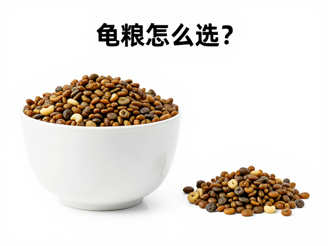 龟粮怎么选?泡澡补水关键,空间大小影响活动