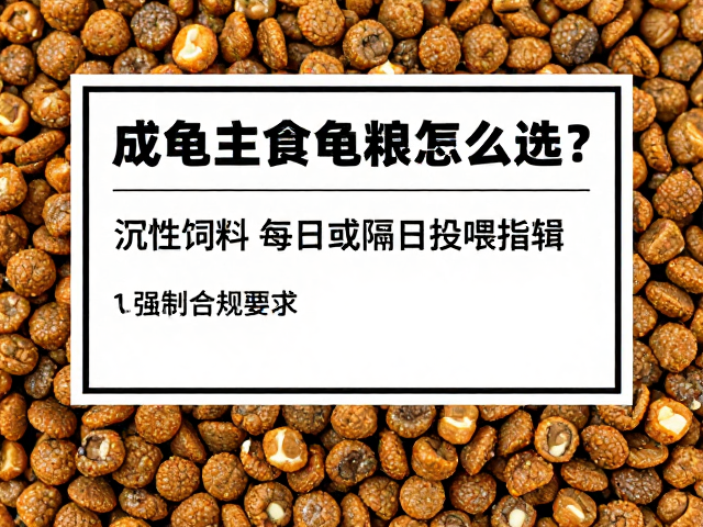 成龟主食龟粮怎么选?沉性饲料每日或隔日投喂指南