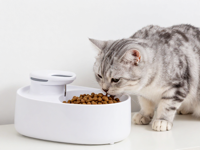 专用猫粮搭配流动饮水机，驱虫疫苗防护全攻略