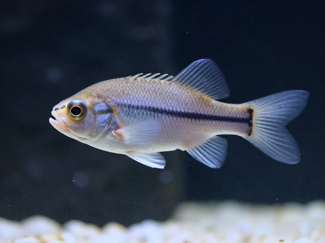 舒氏猪齿鱼无腹鳍特征，适宜硬度3-10dGH饲养指南