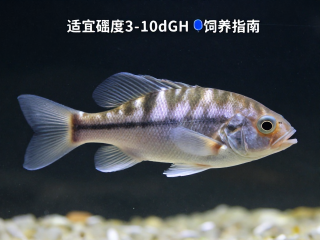 舒氏猪齿鱼无腹鳍特征，适宜硬度3-10dGH饲养指南