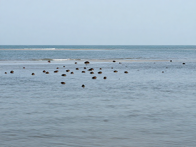 潮间带至浅海,野生种群下降,守护地方保护动物