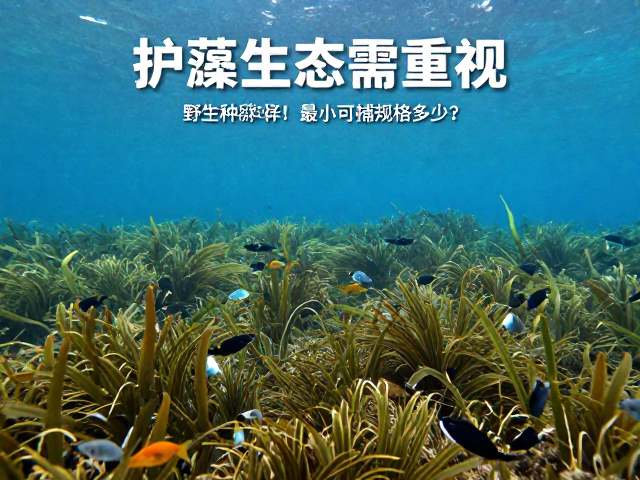 野生种群下降！最小可捕规格多少？护藻生态需重视